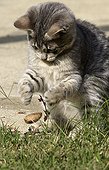 Young cat playing with an amaranth