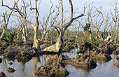 Destruction of mangrove for shrimp farms Indonesia ; In the Mahakam river. Collect for the profit of the farms with tiger shrimps in the mangrove. 80% of the delta of Mahakam destroyed for farms with shrimps.