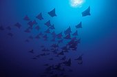 School of Spotted eagle rays French Polynesia