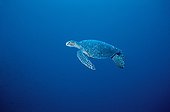 Underwater shot of a Green sea turtle French Polynesia 