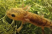 Larva of Speckled salamander eating of the algae France