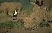 White Rhinoceros with crow on horn Hluhluwe Umfolozi 