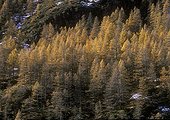 Larch forest in autumn in valley of High Maurienne France
