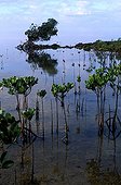Mangrove in Magenta bay New Caledonia ; Since 1960, the mangrove around Noumea has lost 25% of its surface, caused mainly by urbanisation.