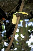 Swainson's Toucan on a branch South America