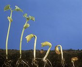 Various levels of germination and pushes of the Bean