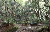 Traps for Kiwi's predators New Zealand ; The introduction of carnivores, like Ferrets (Mustela furo), Cats (Felis catus) or Rat (Rattus rattus) caused an important decrease of Kiwis population.
