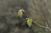 Young leaves of Largeleaf linden