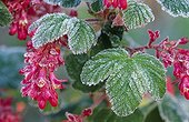 Ribes under frost 
