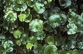 Endemic Fern growing on rocks New Zealand