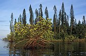 Mangrove New Caledonia ; Since 1960, the mangrove around Noumea has lost 25% of its surface, caused mainly by urbanisation.