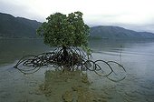 Lone Mangrove New Caledonia ; Since 1960, the mangrove around Noumea has lost 25% of its surface, caused mainly by urbanisation.