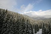 Snow covered Spruce forests in the High Tatras Slovakia ; Podbanske, in the Carpathes.