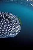 Whale shark with yellow pilot fishes Djibuti Gulf of Aden ; In the Gulf of Tadjourah. <br>@ Gulf of Aden <br>