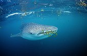 Whale shark with yellow pilot fishes Djibuti Gulf of Aden ; In the Gulf of Tadjourah. <br>@ Gulf of Aden <br>