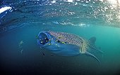 Whale shark with yellow pilot fishes Djibuti Gulf of Aden ; In the Gulf of Tadjourah. <br>@ Gulf of Aden <br>