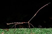 Stick-insect on moss Borneo Malaysia 