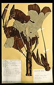Myrmecophyl Cecropia from Guyana in herbarium MNHN Paris ; Herbarium collection of the National Museum of Natural History of Paris (MNHN)<br>Phanerogamy Department<br>Prévost collection