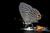 Tropical butterfly Kota Kinabalu Borneo Malaysia   ; @ Rafflesia (Forest Reserve)