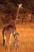 Giraffe Masaï and young Masaï Mara Kenya  