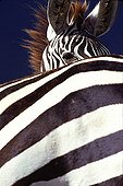 Portrait of Grant's Zebra Tanzania 