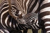 Foal of Burchell's Zebra sucking Masaï Mara Kenya  