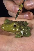 Completion of a model of a green frog with airbrush ; From the time he was very young, he has dissected, sketched an sculpted<br/>everything he notices during his hikes. While completing studies in biology,<br/>he worked on perfecting his moulding and painting techniques. Today he serves<br/>art and natural history museums by restoring collections or making educational<br/>moulds and models. First he sculpts and models the subject. With the help of<br/>elastomers an resins, he then casts his creation. Next comes the most delicate<br/>phase : giving the animal or plant realistic, lifelike colors.<br/>@ Mold (Sculpture)<br/>