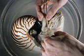 Dissection of a nautilus for an instructional model ; From the time he was very young, he has dissected, sketched an sculpted<br/>everything he notices during his hikes. While completing studies in biology,<br/>he worked on perfecting his moulding and painting techniques. Today he serves<br/>art and natural history museums by restoring collections or making educational<br/>moulds and models. First he sculpts and models the subject. With the help of<br/>elastomers an resins, he then casts his creation. Next comes the most delicate<br/>phase : giving the animal or plant realistic, lifelike colors.<br/>Various techniques used in modeling.<br/><br/>