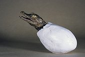 Polyurethane cast of a hatching crocodile ; From the time he was very young, he has dissected, sketched an sculpted<br/>everything he notices during his hikes. While completing studies in biology,<br/>he worked on perfecting his moulding and painting techniques. Today he serves<br/>art and natural history museums by restoring collections or making educational<br/>moulds and models. First he sculpts and models the subject. With the help of<br/>elastomers an resins, he then casts his creation. Next comes the most delicate<br/>phase : giving the animal or platn realistic, lifelike colors.<br/>Various techniques used in modeling. 