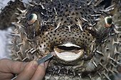 Restoration of a taxidermied pupperfish ; From the time he was very young, he has dissected, sketched an sculpted<br/>everything he notices during his hikes. While completing studies in biology,<br/>he worked on perfecting his moulding and painting techniques. Today he serves<br/>art and natural history museums by restoring collections or making educational<br/>moulds and models. First he sculpts and models the subject. With the help of<br/>elastomers an resins, he then casts his creation. Next comes the most delicate<br/>phase : giving the animal or plant realistic, lifelike colors.