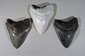Polyurethane resin models of fossilized shark teeth ; From the time he was very young, he has dissected, sketched an sculpted<br/>everything he notices during his hikes. While completing studies in biology,<br/>he worked on perfecting his moulding and painting techniques. Today he serves<br/>art and natural history museums by restoring collections or making educational<br/>moulds and models. First he sculpts and models the subject. With the help of<br/>elastomers an resins, he then casts his creation. Next comes the most delicate<br/>phase : giving the animal or plant realistic, lifelike colors.<br/>From left to right: original / raw cast / painted cast.