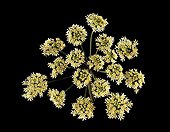 Top shot of an Hogweed Umbel ; The leaves are used in homeopathy as digestive and sedative. The root contains psoralene against psoriasis.  