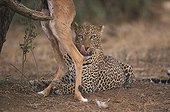 Leopard eating its suspended prey Buffalo Springs NR Kenya