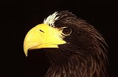 Portrait of Steller's Sea Eagle