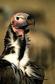 Lappet-faced Vulture Masaï Mara Kenya 