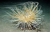 Tube anemone Komodo National Park Indian Ocean Indonesia