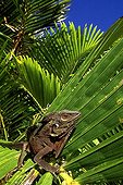 Humphead Forest Dragon Papua New Guinea