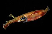 Reef squid at night Indian Ocean Bali Indonesia