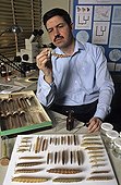 Researcher observing a caterpillar of Sphinx preserved Paris ; Joel Minet, in charge of the service of the microlepidopters observes a caterpillar of Sphinx. Important collection of puffed up caterpillars.