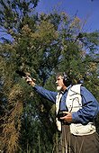 Researcher recording a Mediterranean Cicada ; Pr Michel Boulard, director of the laboratory "Biology and evolution of the Insects" records the sound indentity card of this species.