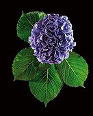 Top shot of a French Hydrangea's Inflorescence  ; Flower color is determined by the soil pH. In acid soils the flowers will be blue. In neutral or alkaline medium soil, the flowers will be pink, white or pale green.