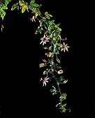 Branch of Bluecrown passionflower in bloom