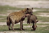 Speckled hyena with a piece of a prey Kenya
