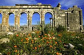 Basilica and Temple of Saturn Volubilis Roman ruins Morocco ; Dates from the 2nd and 3rd centuries AD