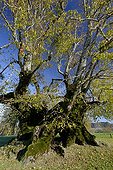 Remarkable linden of Grange Sauvaget France ; Circumference of 17m, tree planted at the 15th century 
