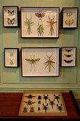 Entomological preparations of the shop Deyrolle Paris ; The shop was founded in 1831 by Jean-Baptiste Deyrolle, and it moved to its current location —the former home of Louis XIV’s banker— in 1881. Mounted butterflies, beetles, and other insects, as well as rocks, fossils, and a variety of educational products. It is, however, a functioning taxidermy operation.