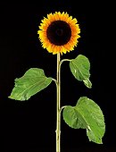 Sunflower in studio