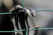 Hand of a Siamang on the wire netting of its cage