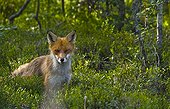 Portrait of red Fox in bushes Norway 