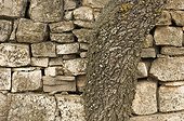 Tronc de chêne vert devant un mur de pierres sèches Espagne